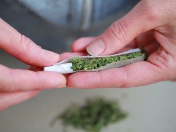 A pair of hands roll a cannabis joint 