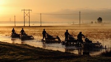 Silhouettes of cranberries harvest workers in the light of a sunrise