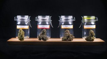 Four jars of marijuana of different strains