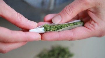 A pair of hands roll a cannabis joint
